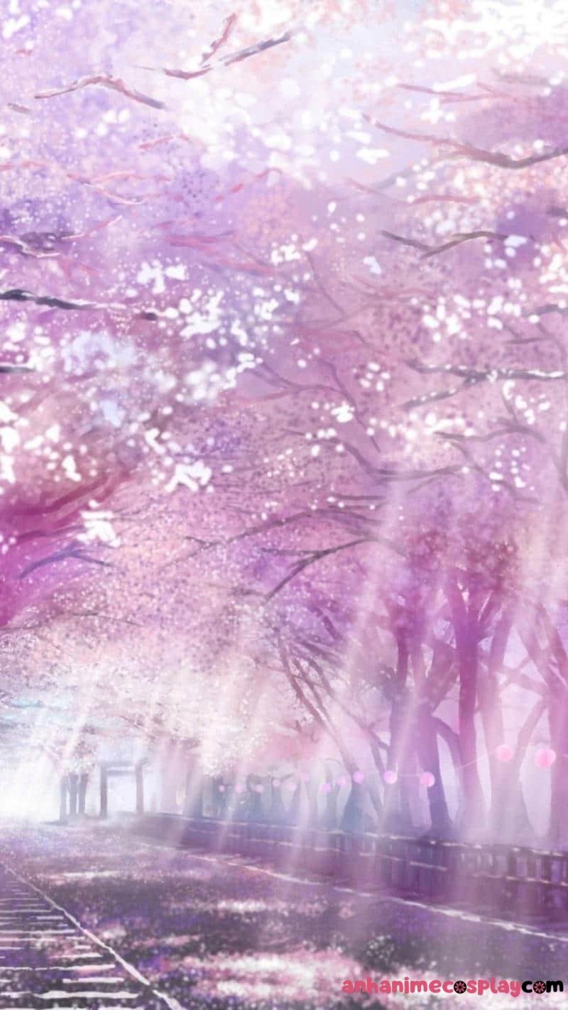 ảnh hoa anh đào anime cảnh đẹp