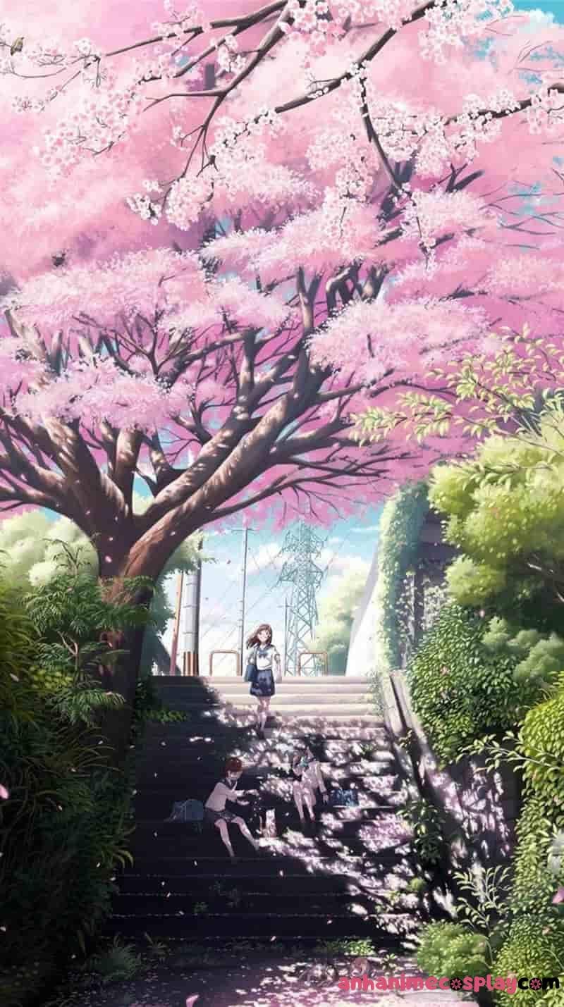ảnh hoa anh đào anime