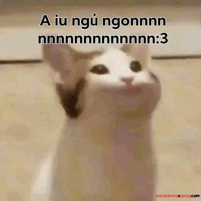 ảnh meme chúc ngủ ngon mèo hài
