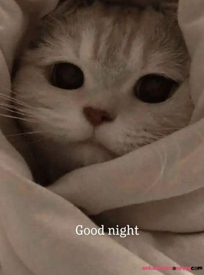ảnh meme chúc ngủ ngon mèo