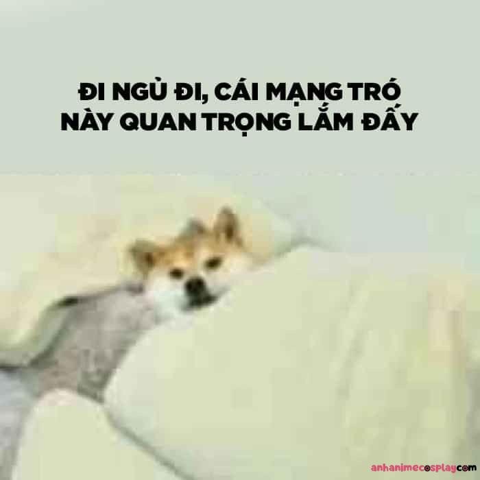 ảnh meme chúc ngủ ngon siêu bựa