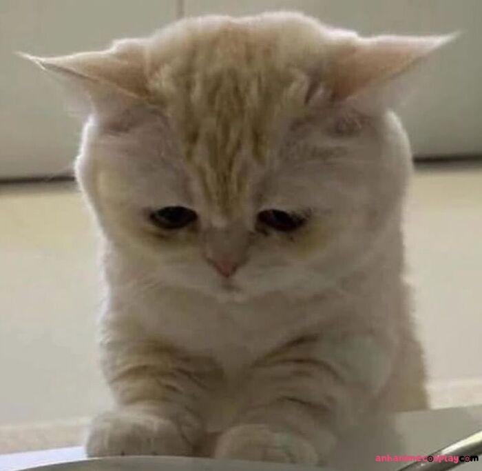 ảnh meme đau tim dễ thương