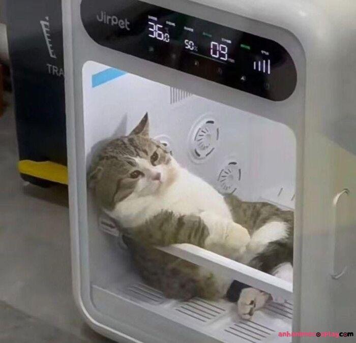 ảnh meme đau tim mèo bựa