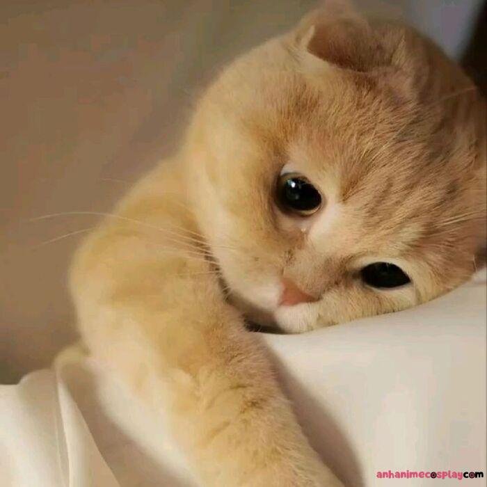 ảnh meme đau tim mèo chế