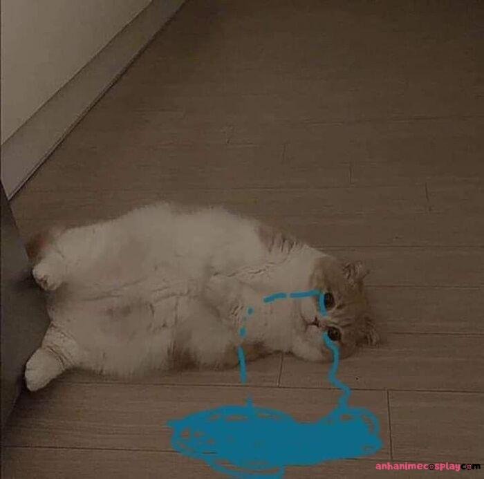 ảnh meme đau tim mèo cute