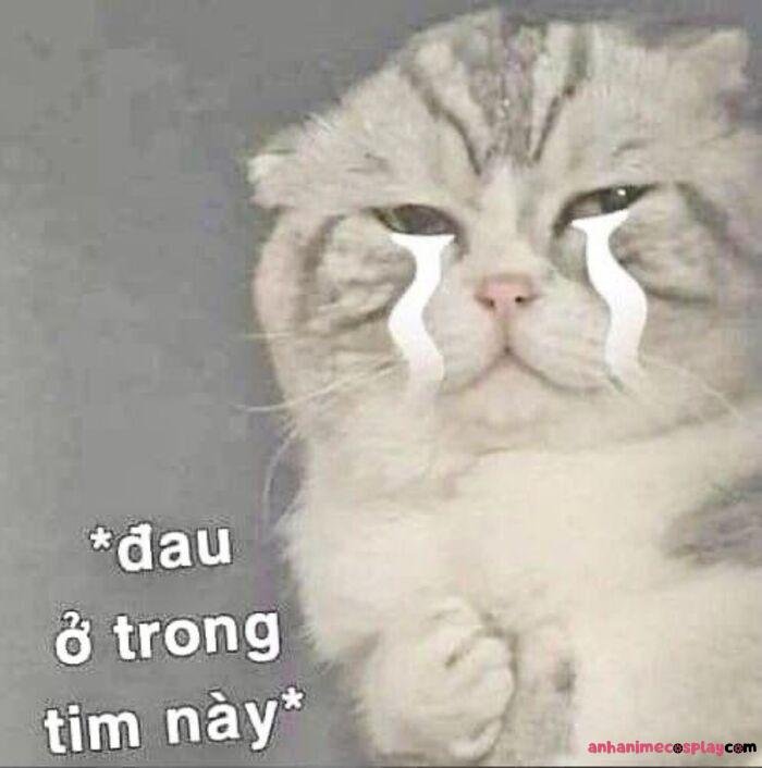 ảnh meme đau tim mèo hài