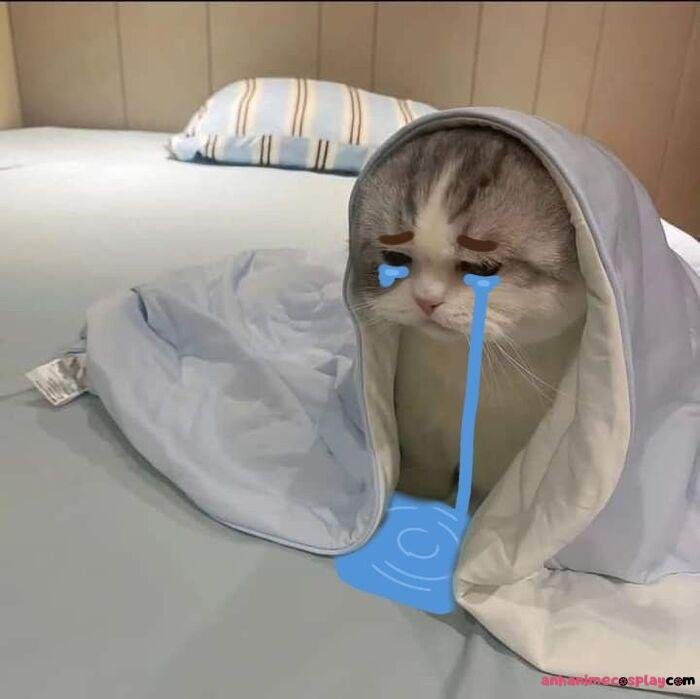 ảnh meme đau tim mèo khóc