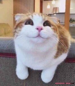 ảnh meme haha mèo