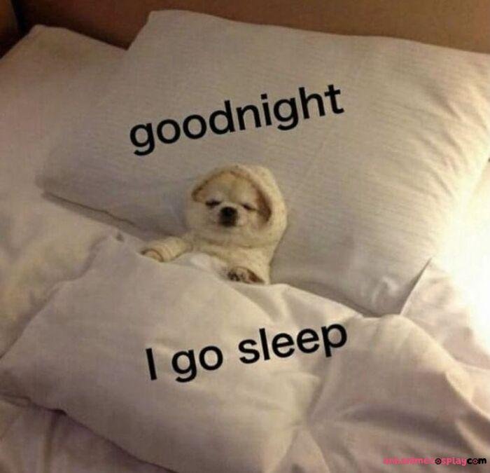 ảnh meme ngủ ngon chó xinh