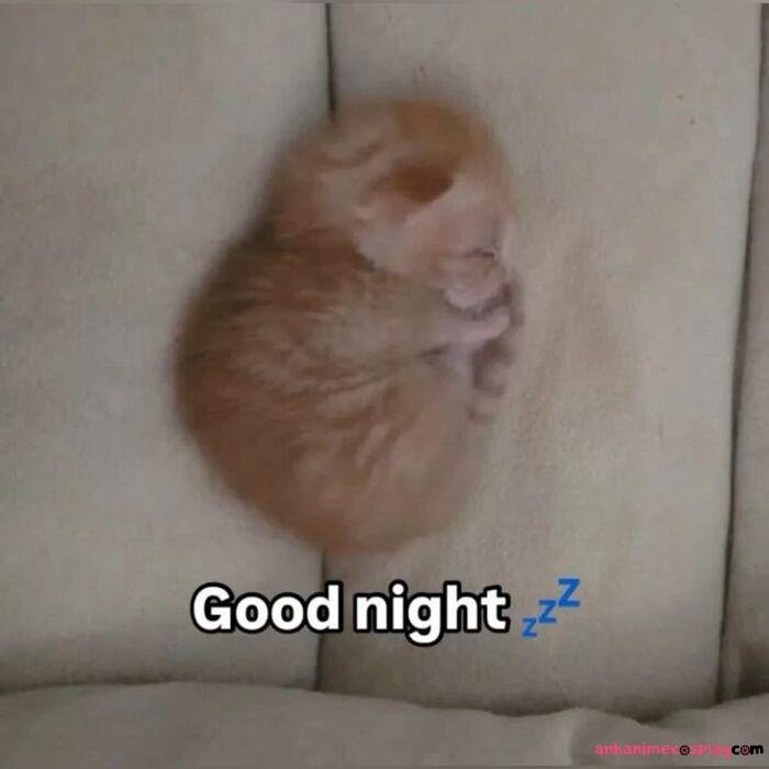 ảnh meme ngủ ngon mèo con cute