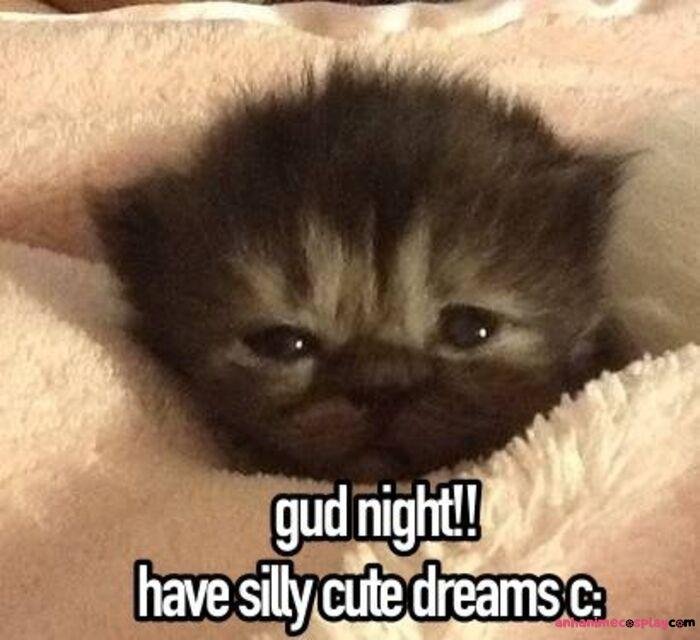 ảnh meme ngủ ngon mèo con