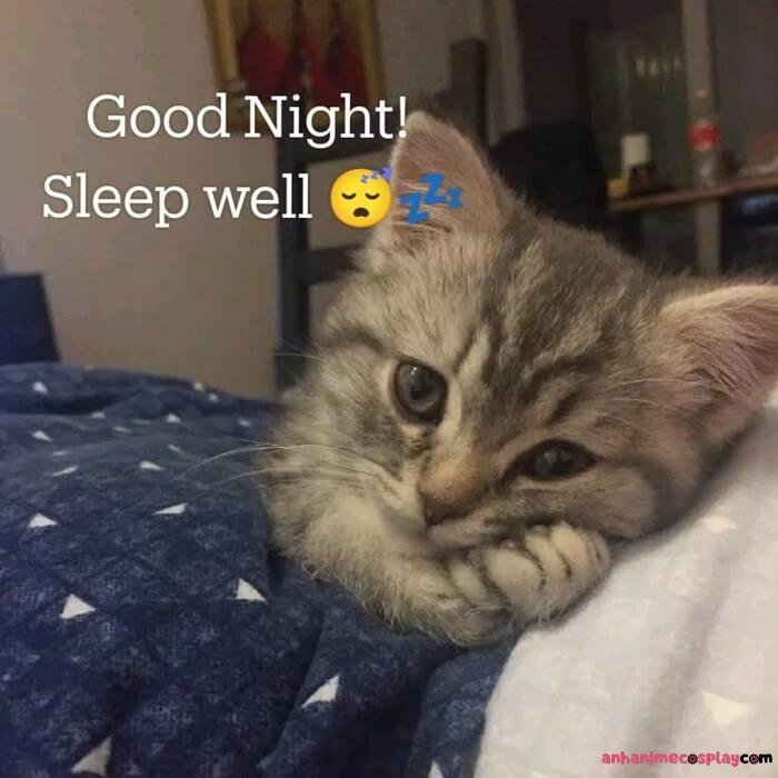 ảnh meme ngủ ngon mèo xinh