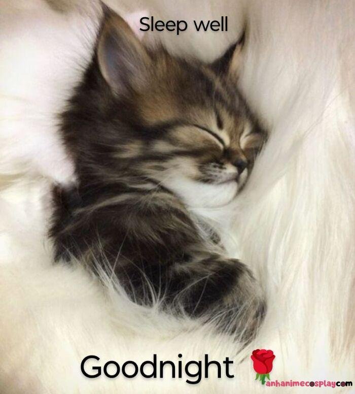 ảnh meme ngủ ngon mèo