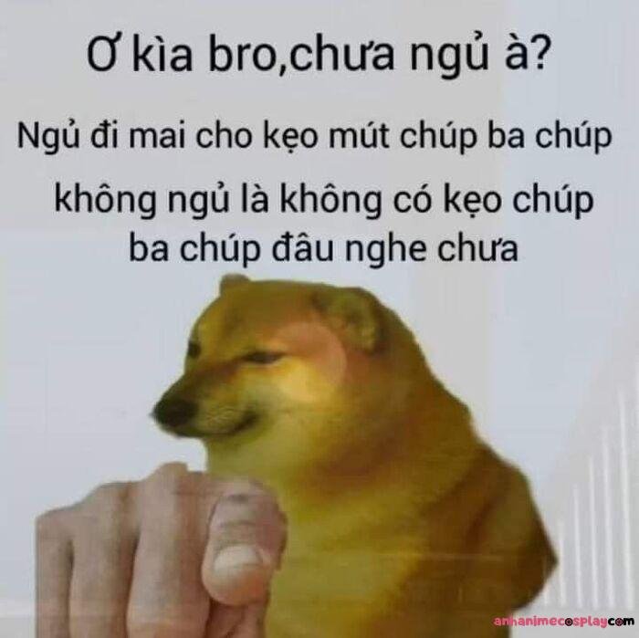 ảnh meme ngủ ngon shiba