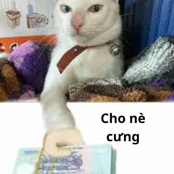 cho cưng 500k