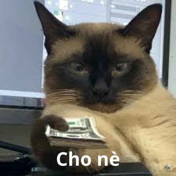 cho nè