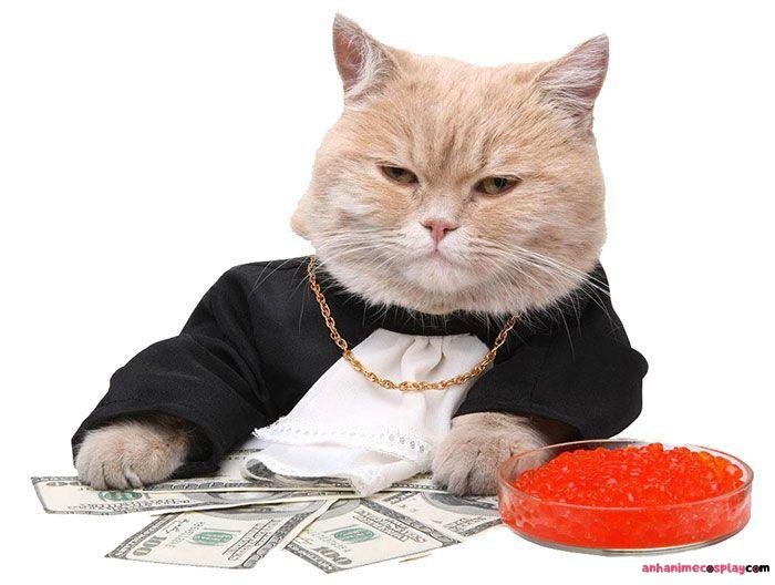 hình ảnh hình meme tiền mèo