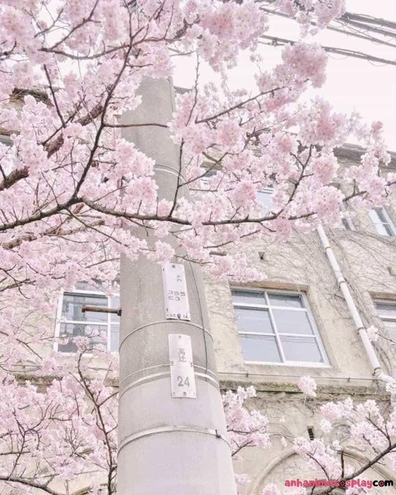 hình ảnh hoa anh đào anime đẹpp