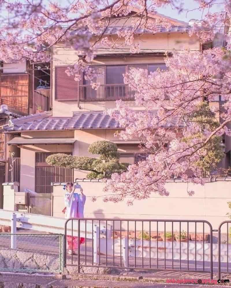 hình hoa anh đào anime cảnh