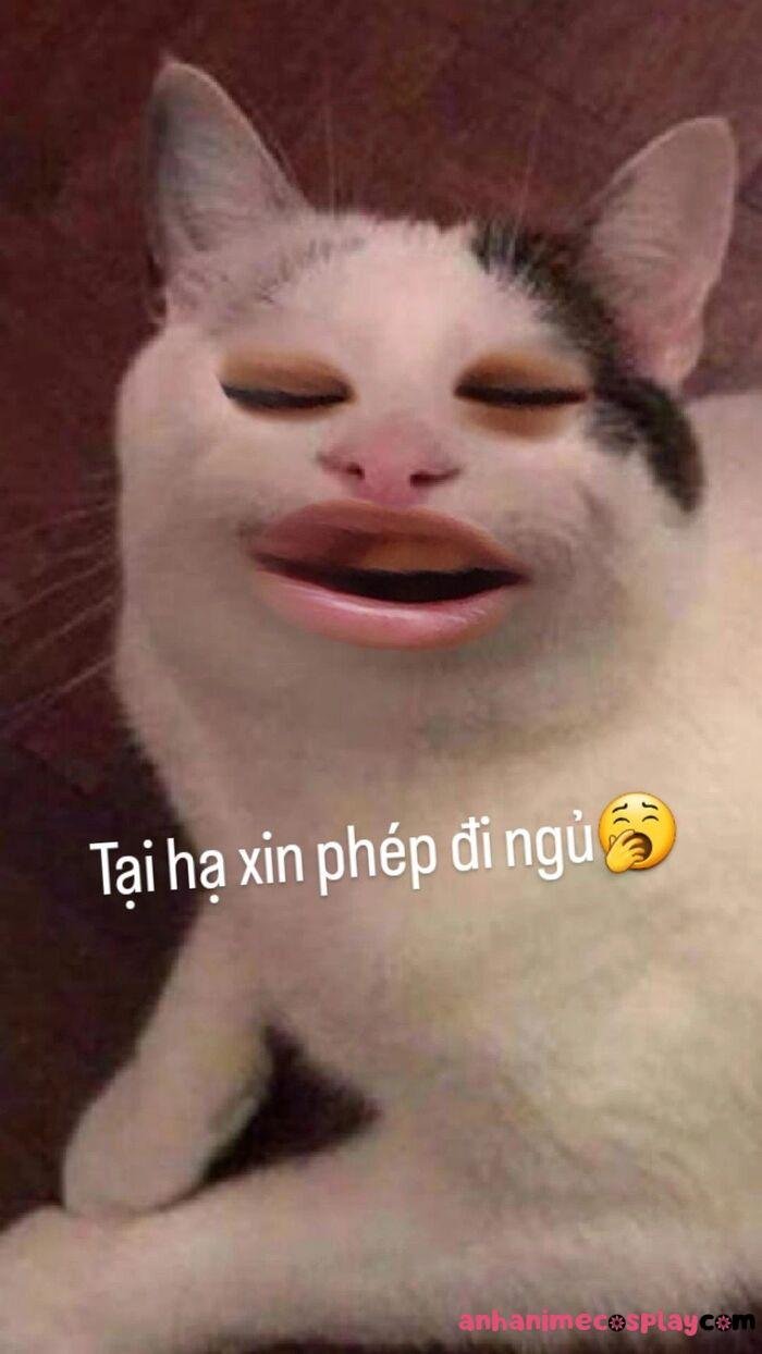 hình meme chúc ngủ ngon mèo