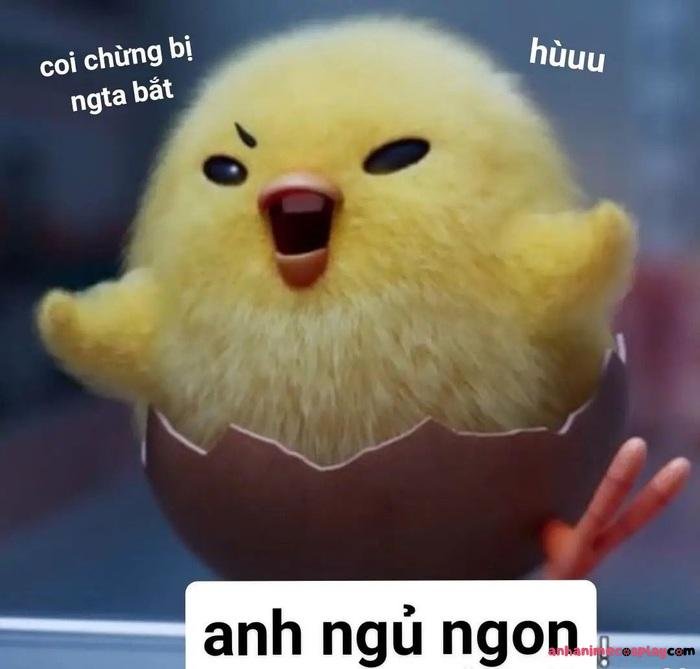 hình meme chúc ngủ ngon