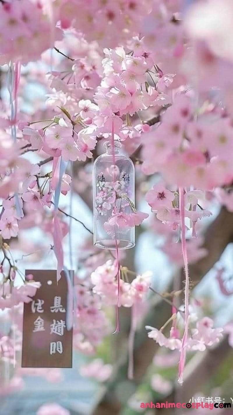 hoa anh đào anime cảnh