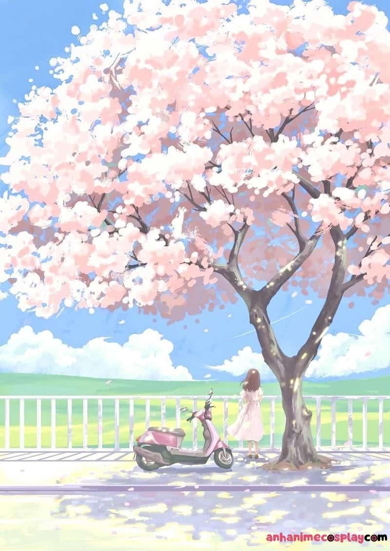 hoa anh đào anime