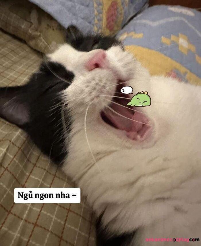 meme chúc ngủ ngon