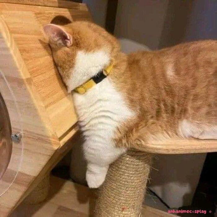 meme đau tim mèo buồn