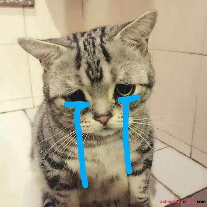 meme đau tim mèo khóc
