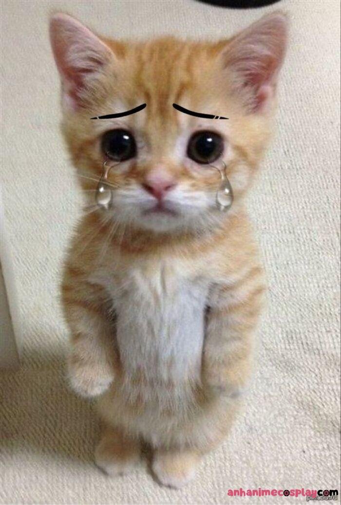 meme đau tim mèo