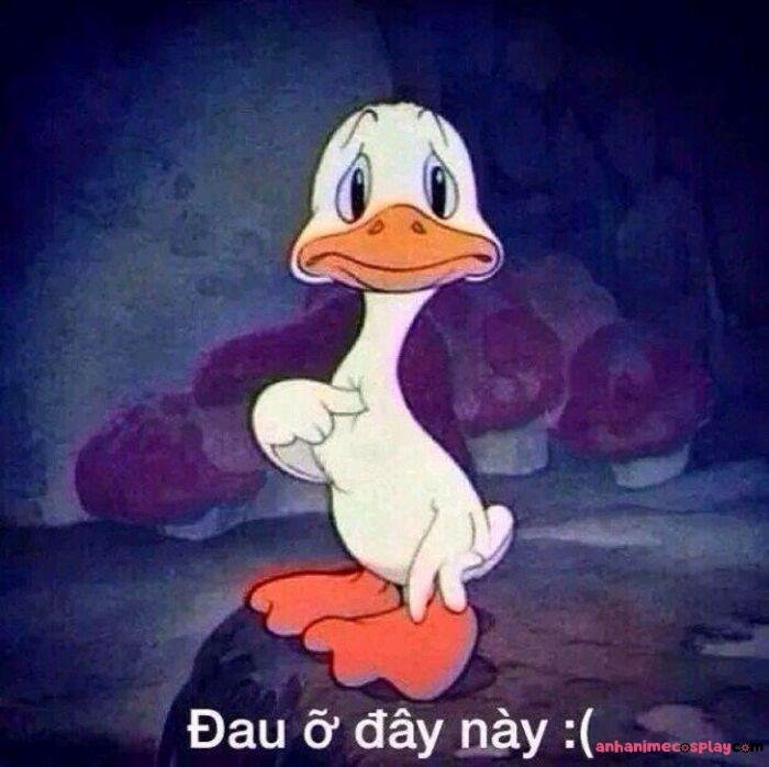 meme đau tim vịt