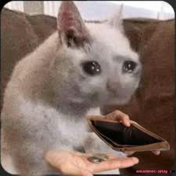 meme hết tiền mèo