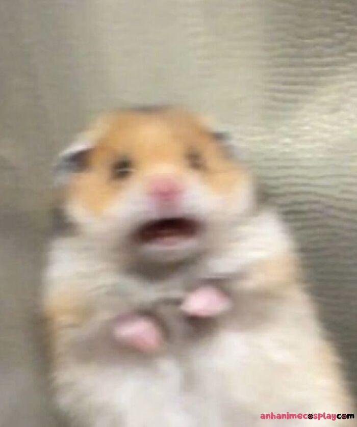 meme hốt hoảng chuột hamster