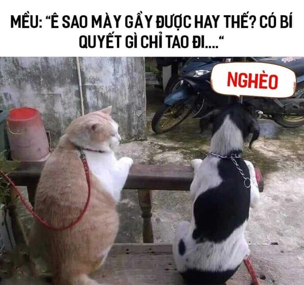 meme nghèo đáng yêu