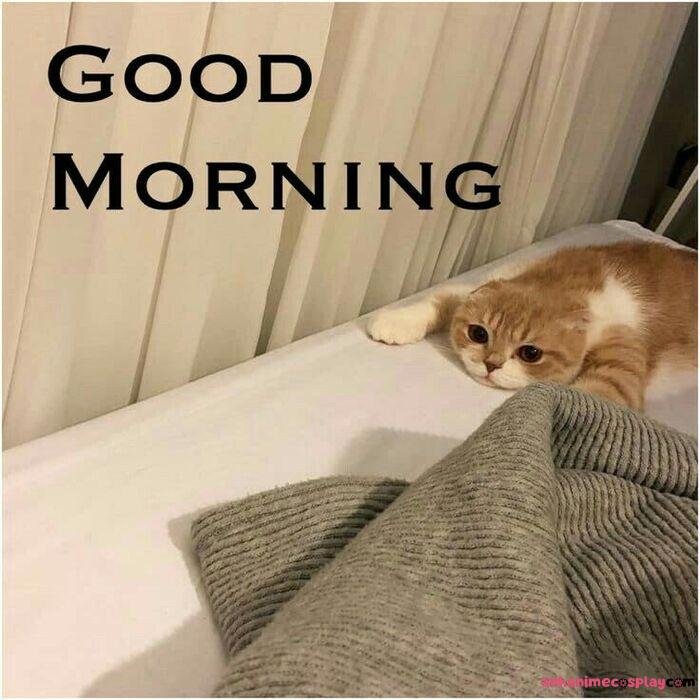 meme ngủ ngon hài hước