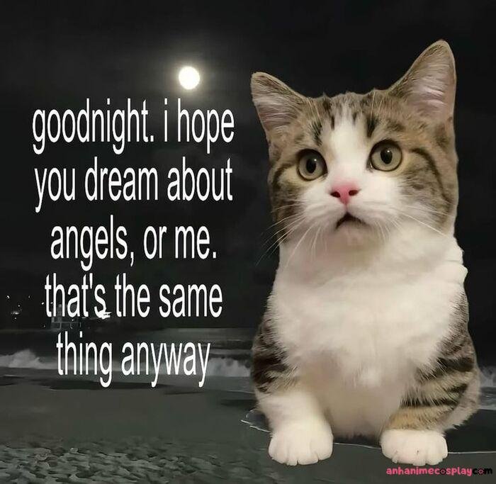 meme ngủ ngon mèo bựa