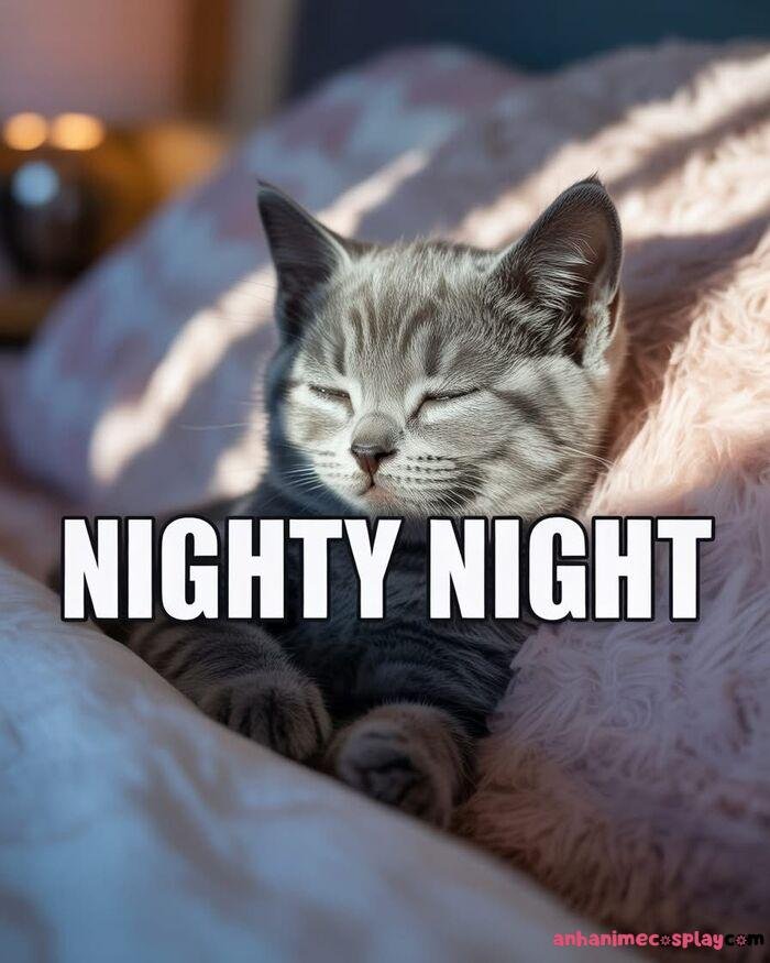 meme ngủ ngon mèo hài