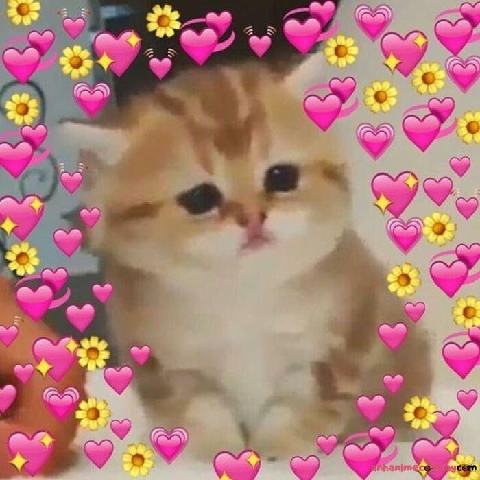 meme thả tim mèo hài nhất