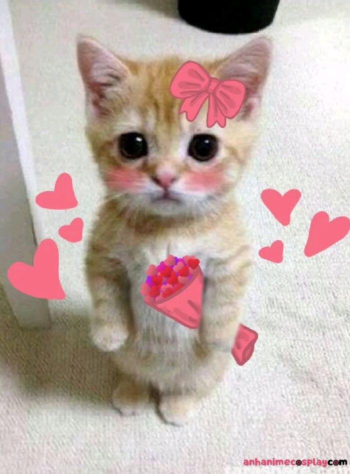 meme thả tim mèo hài