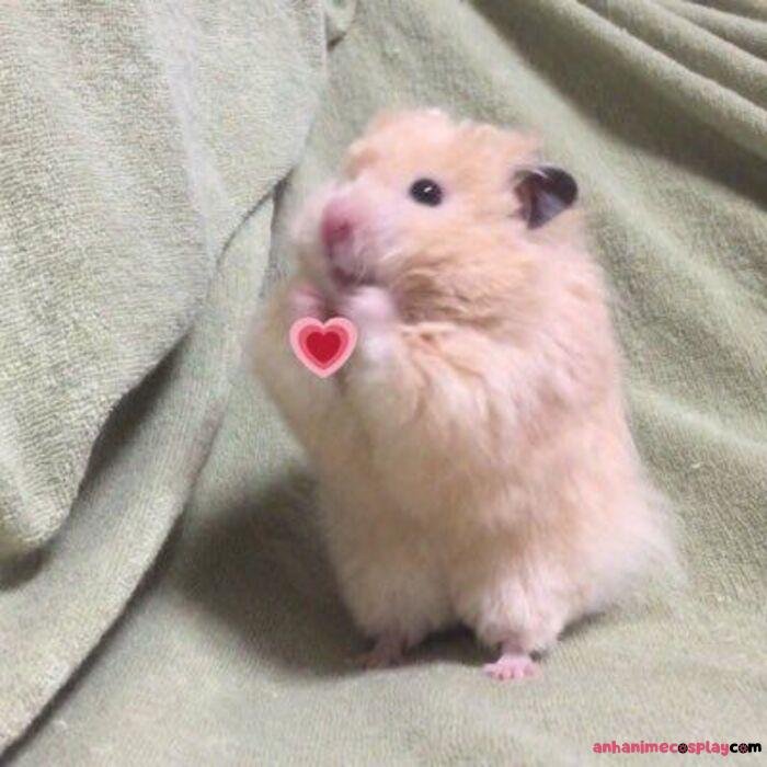 meme thả tim siêu hài