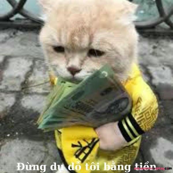 meme tiền mèo