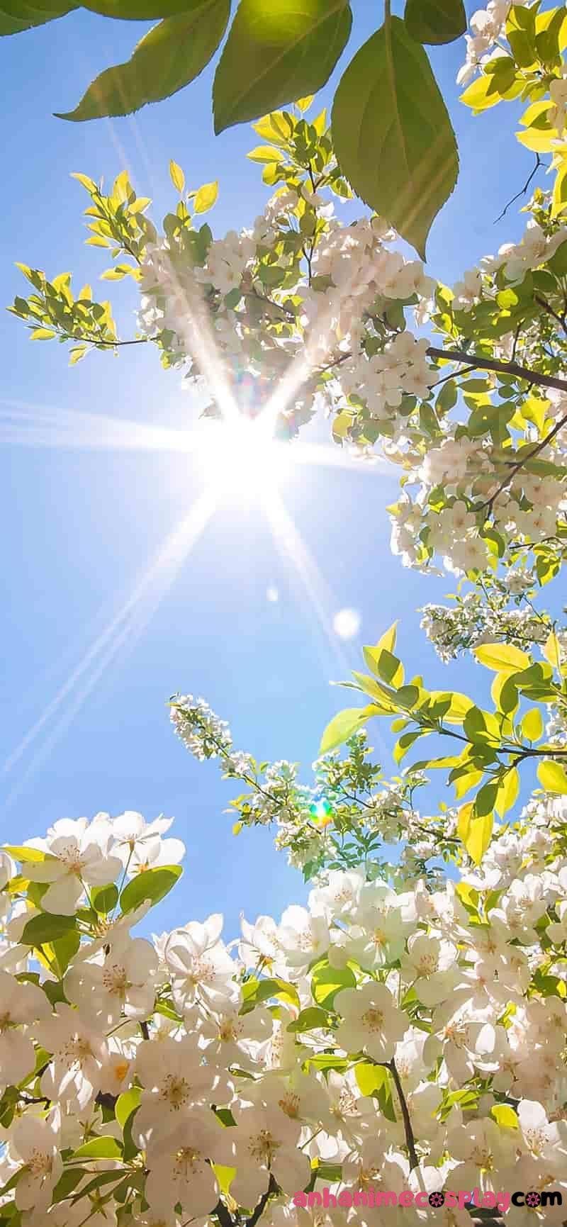 thiên nhiên anime nắng