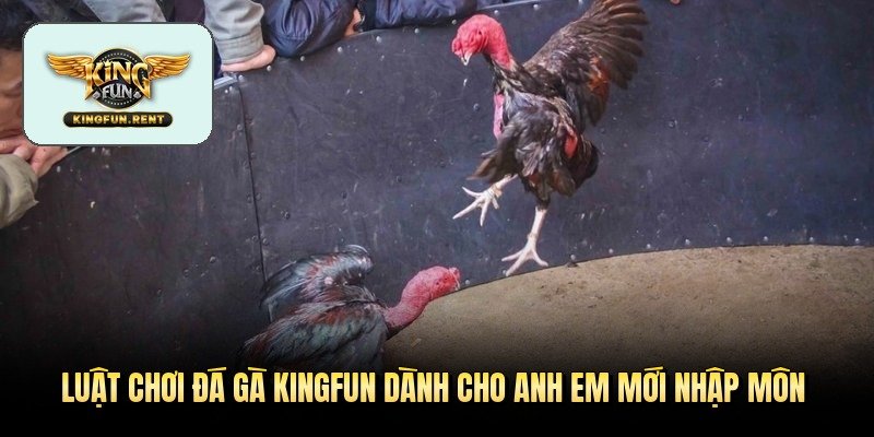luat-choi-da-ga-kingfun-danh-cho-anh-em-moi-nhap-mon