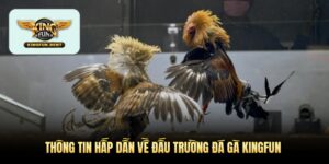 thong-tin-hap-dan-ve-dau-truong-da-ga-kingfun