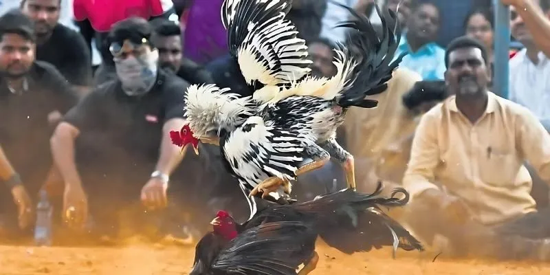 top-loai-hinh-da-ga-win88